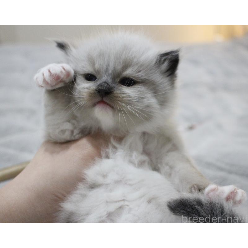 販売中の山梨県のラグドール-136578の2枚目