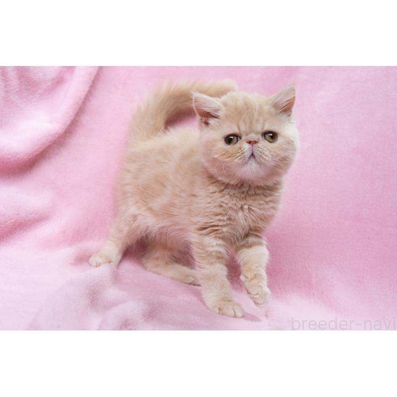 販売中の神奈川県のエキゾチックショートヘア-132295の19枚目