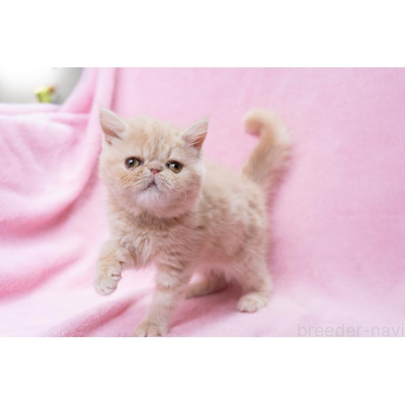 販売中の神奈川県のエキゾチックショートヘア-132295の18枚目