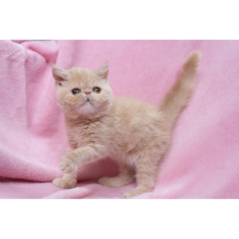 販売中の神奈川県のエキゾチックショートヘア-132295の17枚目