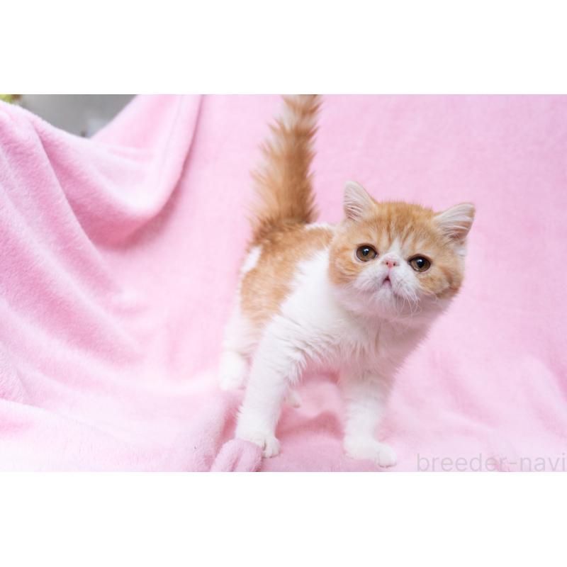 販売中の神奈川県のエキゾチックショートヘア-132300の20枚目