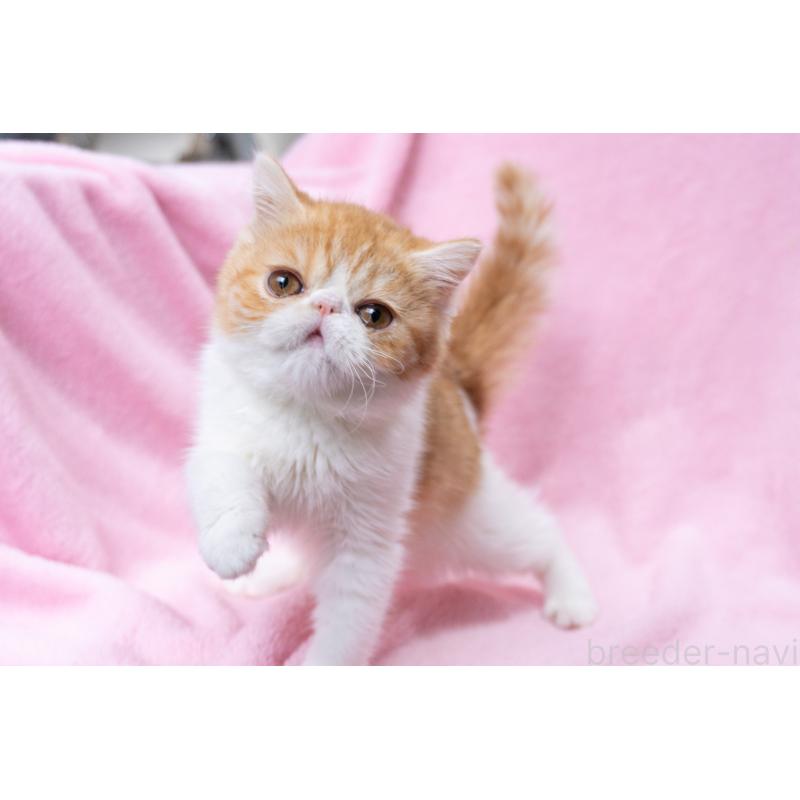 販売中の神奈川県のエキゾチックショートヘア-132300の19枚目