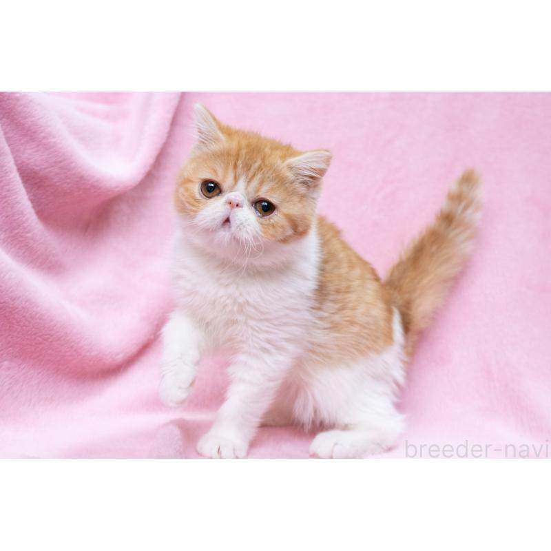 販売中の神奈川県のエキゾチックショートヘア-132300の18枚目