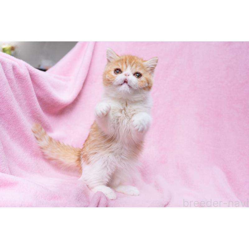 販売中の神奈川県のエキゾチックショートヘア-132300の17枚目