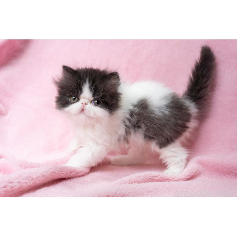 成約済の神奈川県のエキゾチックロングヘア-136091の15枚目