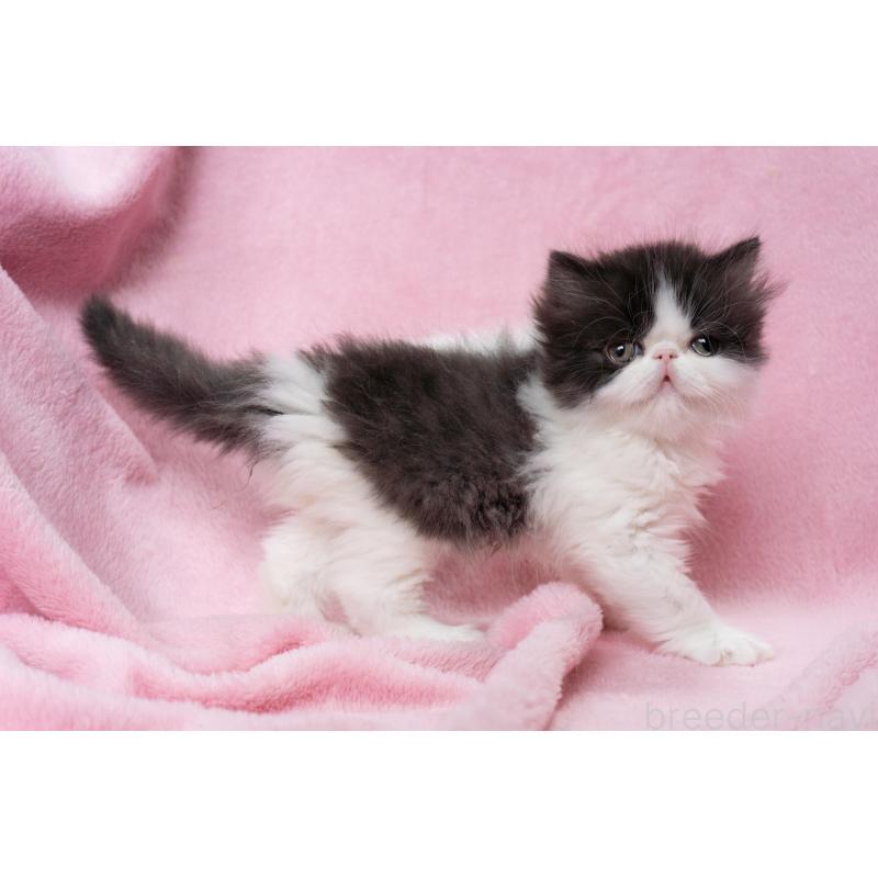 成約済の神奈川県のエキゾチックロングヘア-136091の14枚目