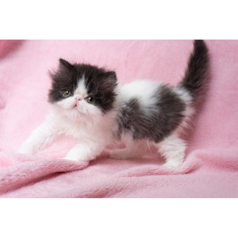 成約済の神奈川県のエキゾチックロングヘア-136091の13枚目