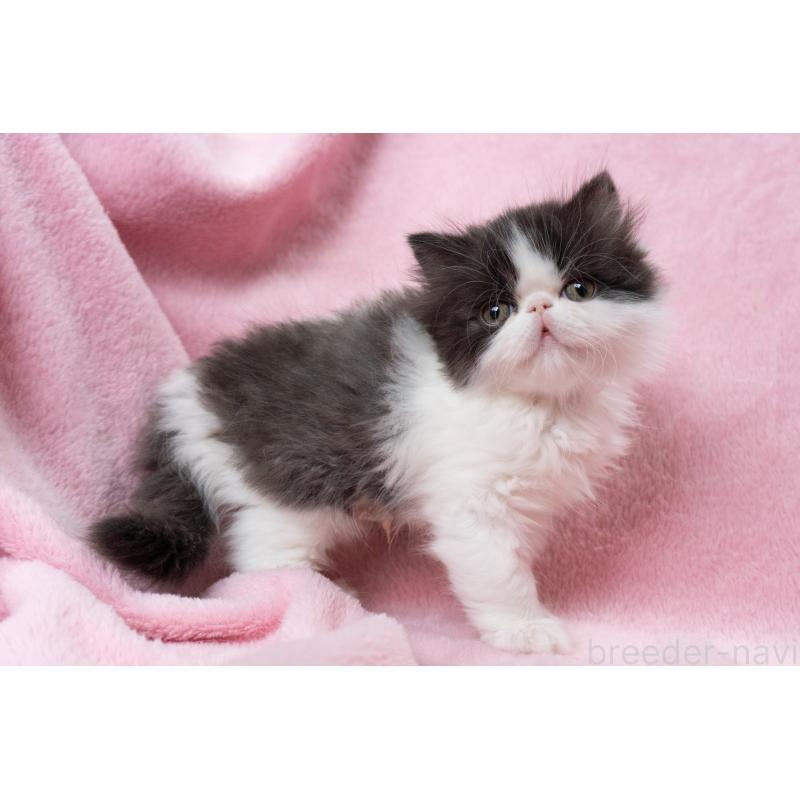 成約済の神奈川県のエキゾチックロングヘア-136091の12枚目