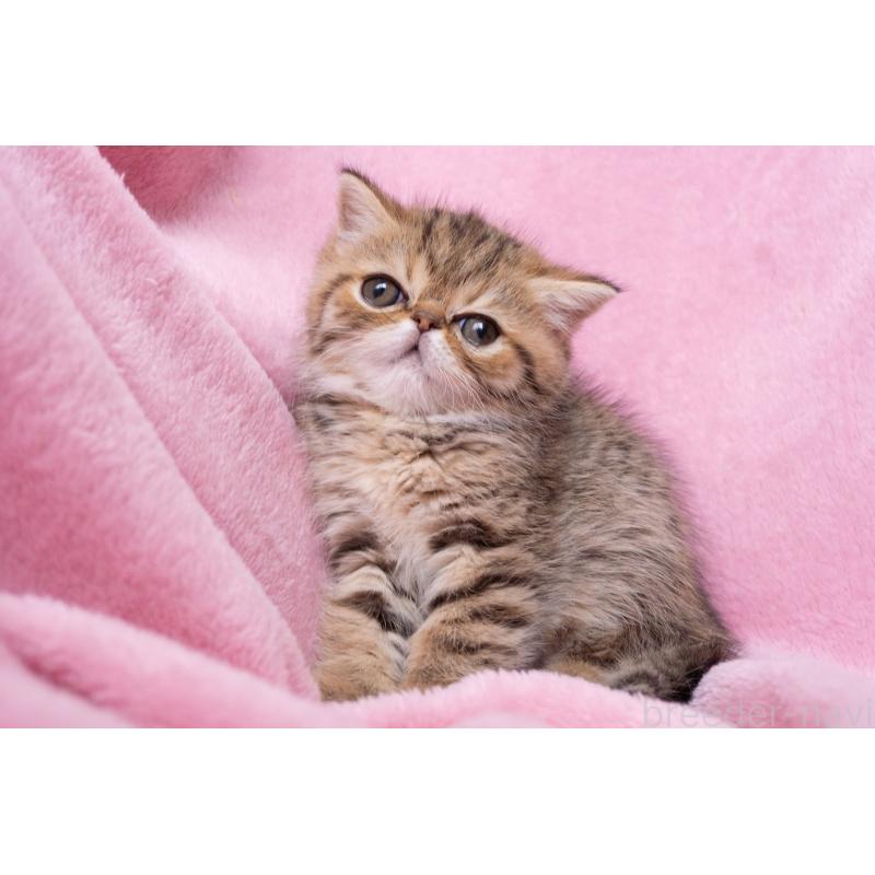 成約済の神奈川県のエキゾチックショートヘア-136092の25枚目