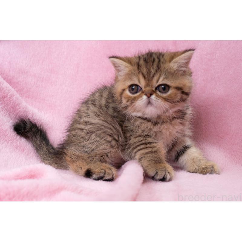 成約済の神奈川県のエキゾチックショートヘア-136092の24枚目