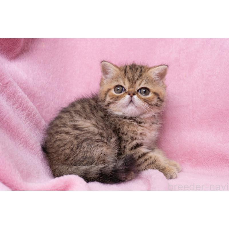 成約済の神奈川県のエキゾチックショートヘア-136092の23枚目