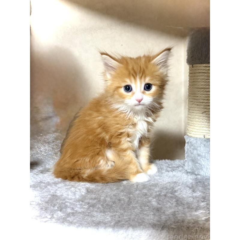 販売中の東京都のノルウェージャンフォレストキャット-136579の6枚目