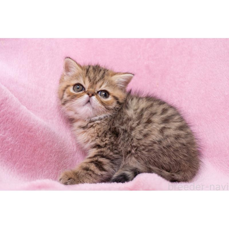 成約済の神奈川県のエキゾチックショートヘア-136092の22枚目