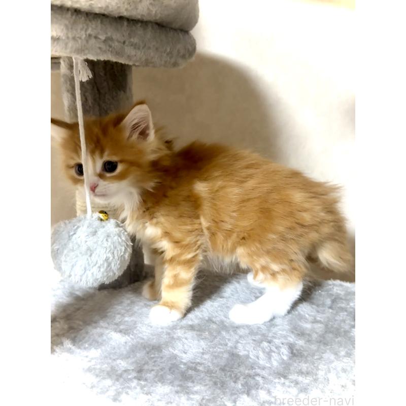 販売中の東京都のノルウェージャンフォレストキャット-136579の5枚目