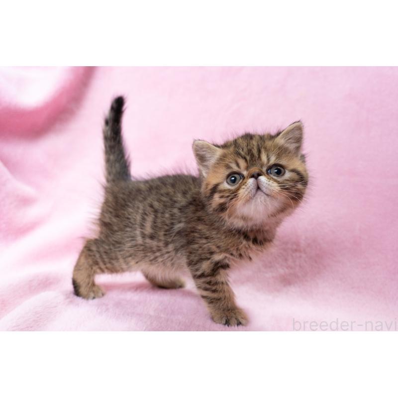 成約済の神奈川県のエキゾチックショートヘア-136093の5枚目