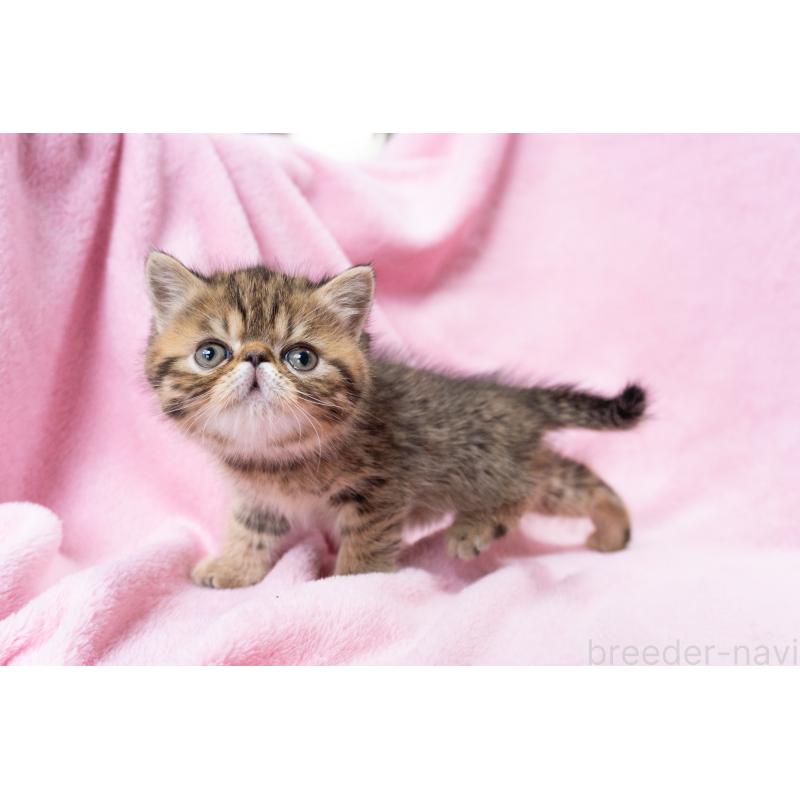 成約済の神奈川県のエキゾチックショートヘア-136093の4枚目