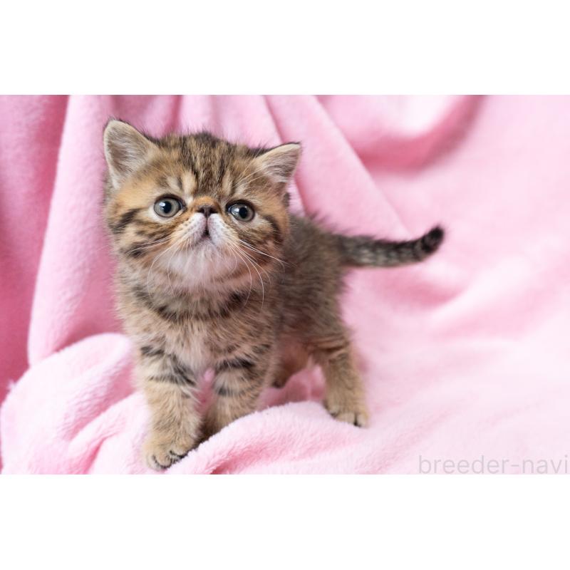 成約済の神奈川県のエキゾチックショートヘア-136093の3枚目