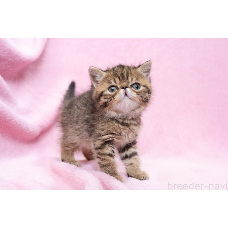 成約済の神奈川県のエキゾチックショートヘア-136093の2枚目