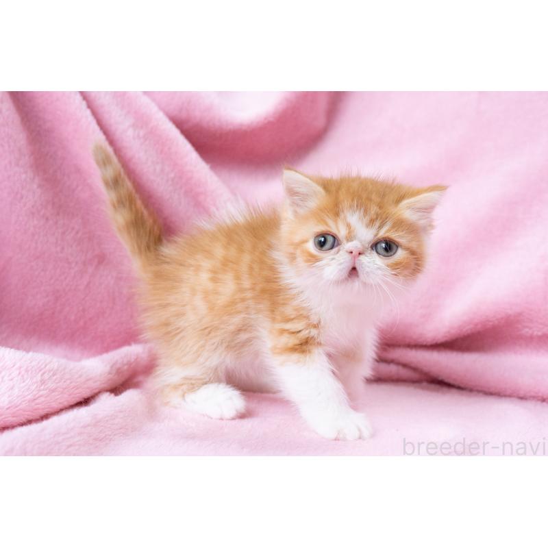 販売中の神奈川県のエキゾチックショートヘア-136580の5枚目