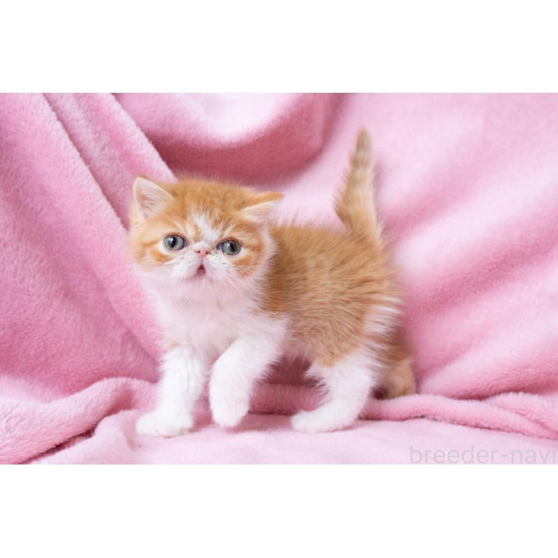 販売中の神奈川県のエキゾチックショートヘア-136580の3枚目