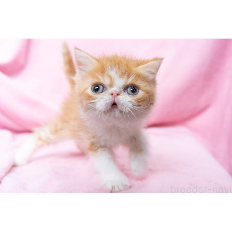 販売中の神奈川県のエキゾチックショートヘア-136580の2枚目