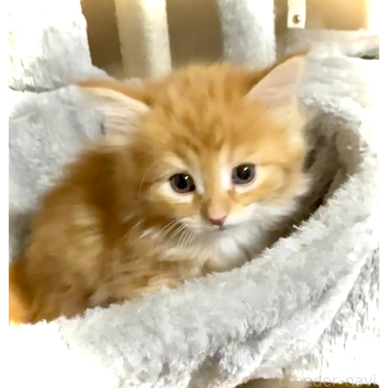 販売中の東京都のノルウェージャンフォレストキャット-136581の6枚目