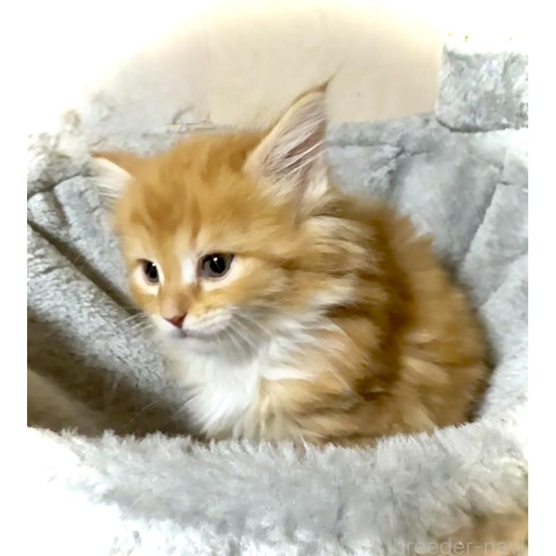 販売中の東京都のノルウェージャンフォレストキャット-136581の5枚目