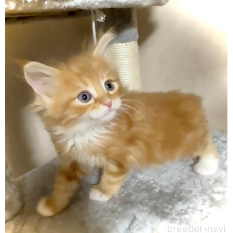 販売中の東京都のノルウェージャンフォレストキャット-136582の4枚目