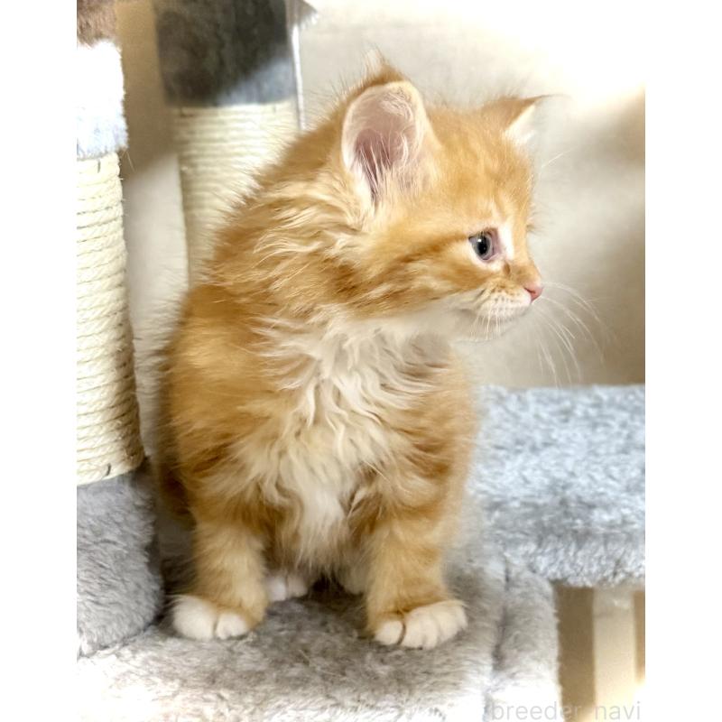 販売中の東京都のノルウェージャンフォレストキャット-136582の3枚目