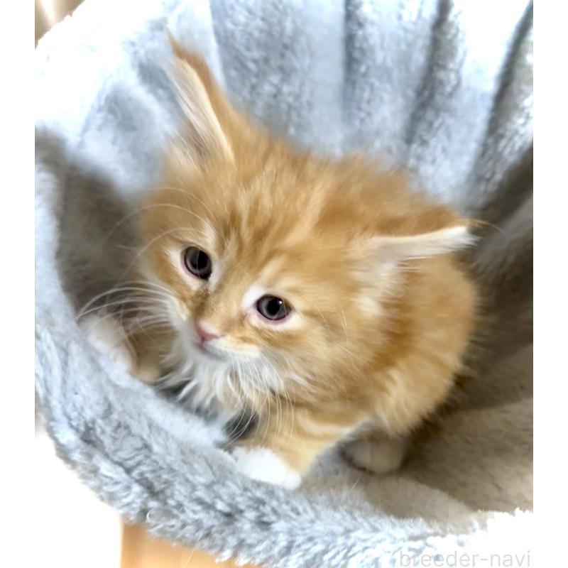 販売中の東京都のノルウェージャンフォレストキャット-136582の2枚目