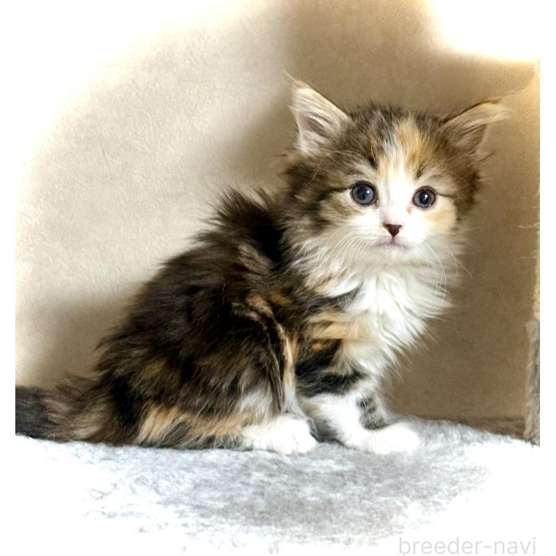 販売中の東京都のノルウェージャンフォレストキャット-136583の5枚目