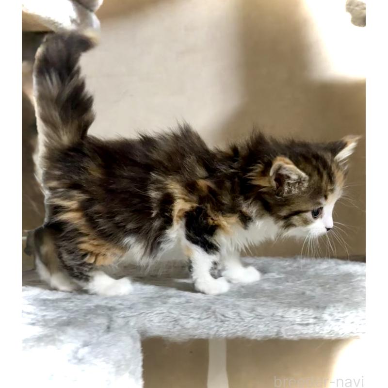 販売中の東京都のノルウェージャンフォレストキャット-136583の3枚目
