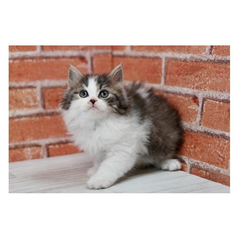 成約済の北海道のラガマフィン-135325の6枚目