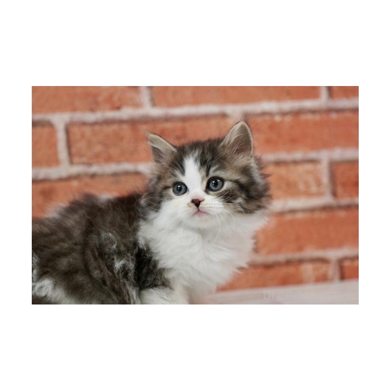 成約済の北海道のラガマフィン-135325の5枚目