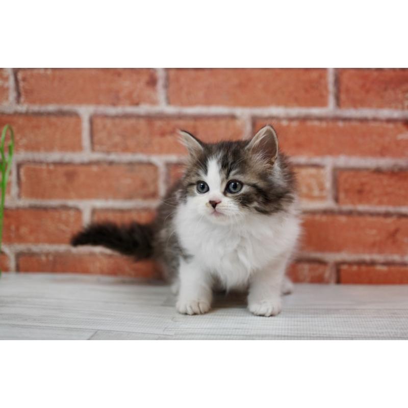 成約済の北海道のラガマフィン-135325の4枚目