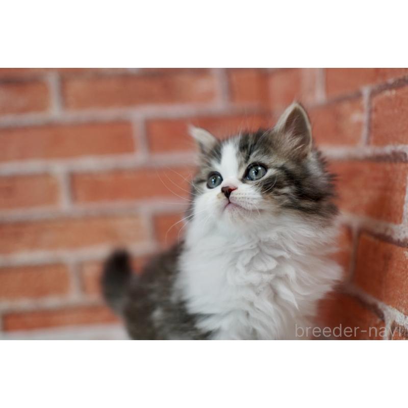 成約済の北海道のラガマフィン-135325の3枚目