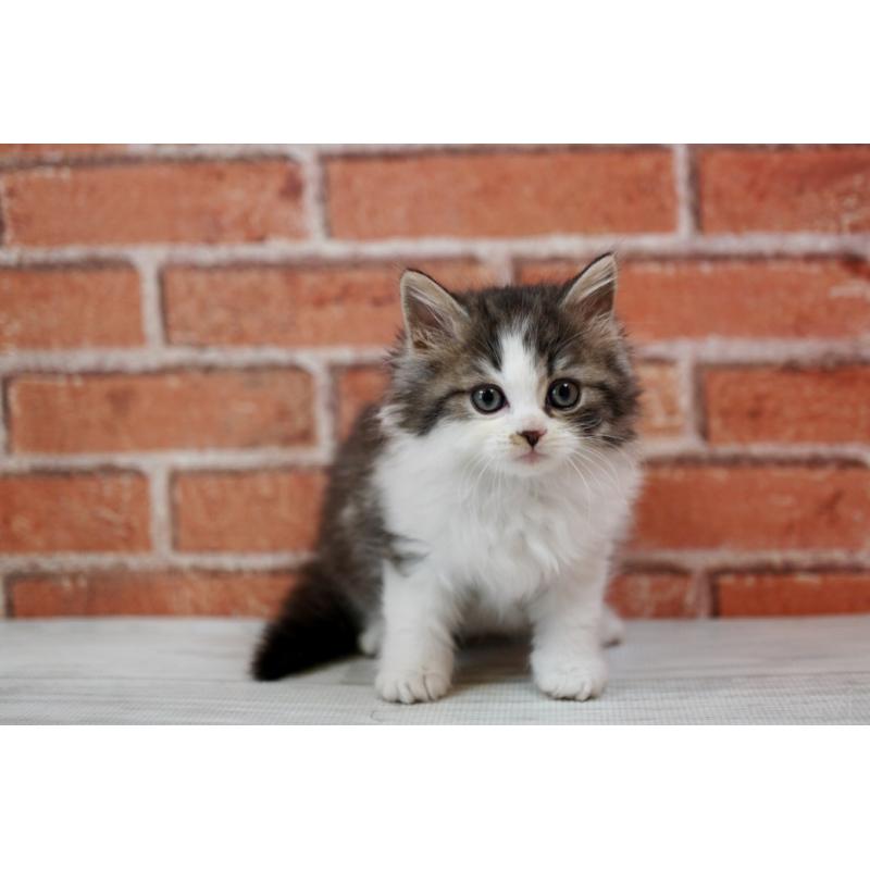 成約済の北海道のラガマフィン-135325の2枚目