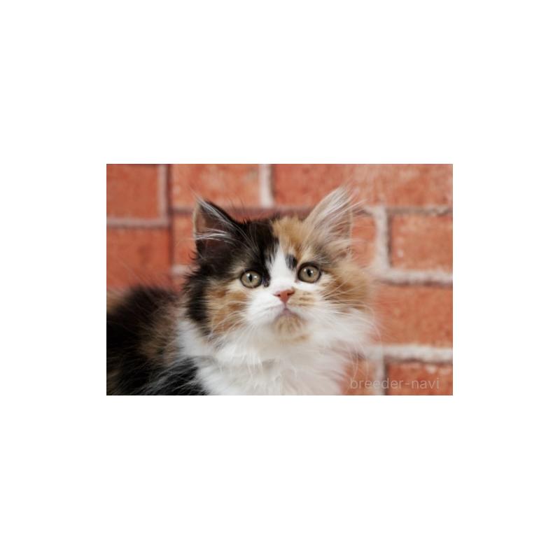 成約済の北海道のフォールデックス-133884の5枚目