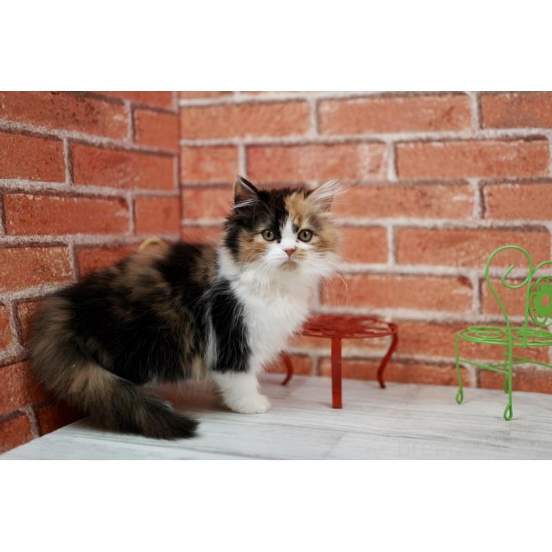 成約済の北海道のフォールデックス-133884の4枚目