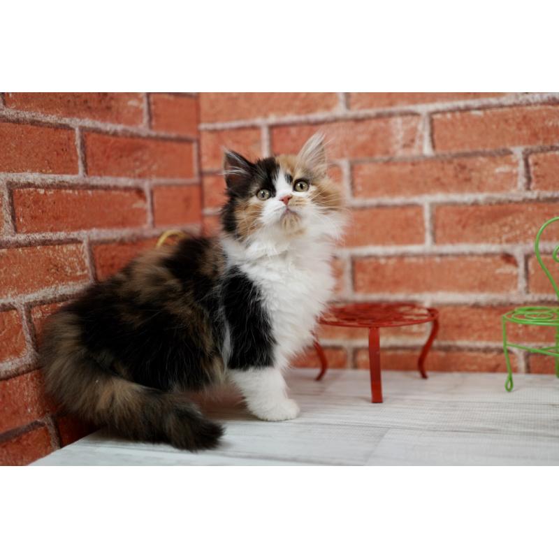 成約済の北海道のフォールデックス-133884の3枚目