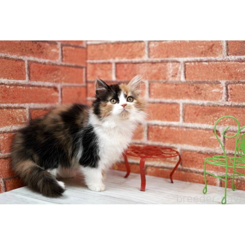 成約済の北海道のフォールデックス-133884の2枚目