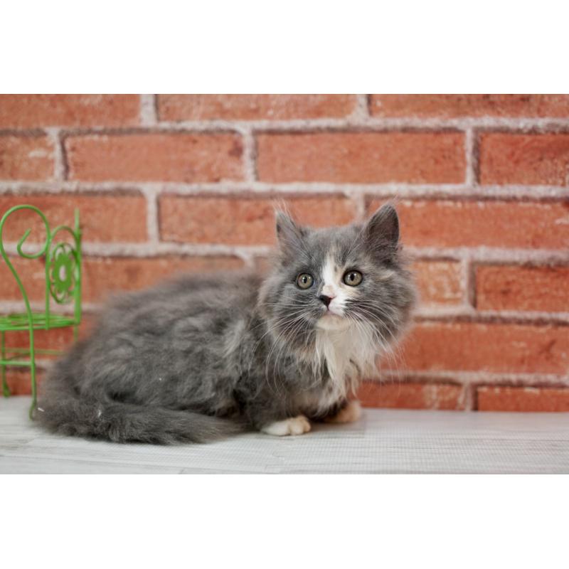 成約済の北海道のフォールデックス-133886の5枚目