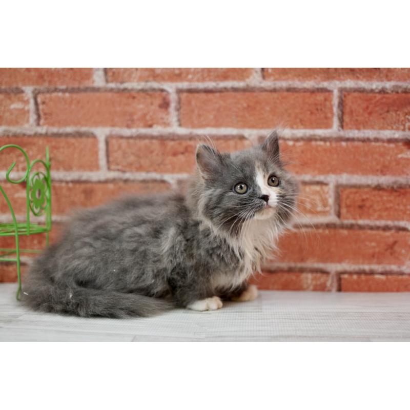 成約済の北海道のフォールデックス-133886の4枚目