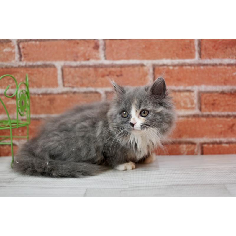 成約済の北海道のフォールデックス-133886の2枚目