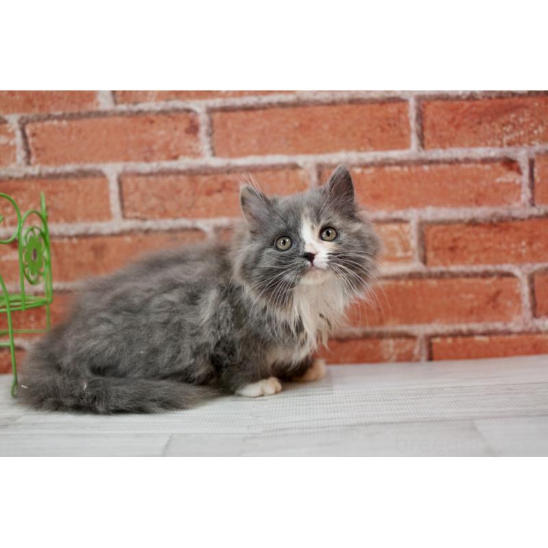 成約済の北海道のフォールデックス-133886の3枚目