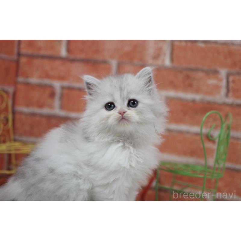 成約済の北海道のラガマフィン-135326の5枚目