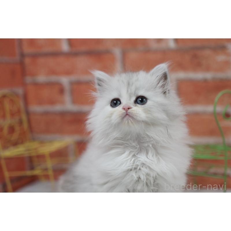 成約済の北海道のラガマフィン-135326の4枚目