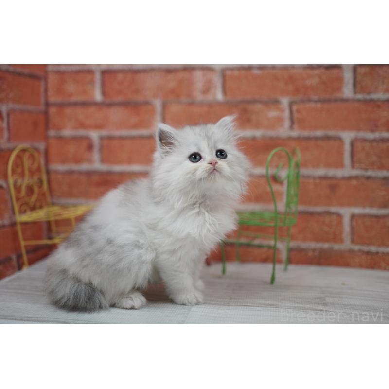 成約済の北海道のラガマフィン-135326の3枚目