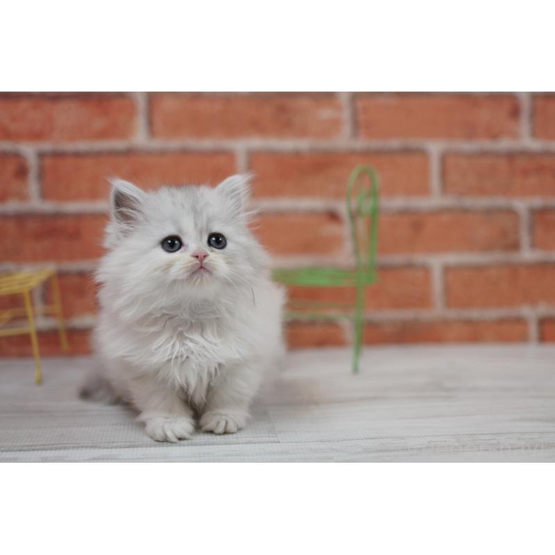 成約済の北海道のラガマフィン-135326の2枚目