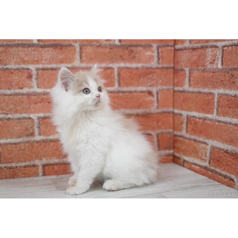 成約済の北海道のフォールデックス-133883の5枚目